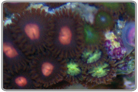 Orange Eye Zoanthids